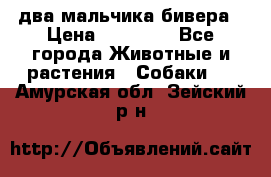 два мальчика бивера › Цена ­ 19 000 - Все города Животные и растения » Собаки   . Амурская обл.,Зейский р-н